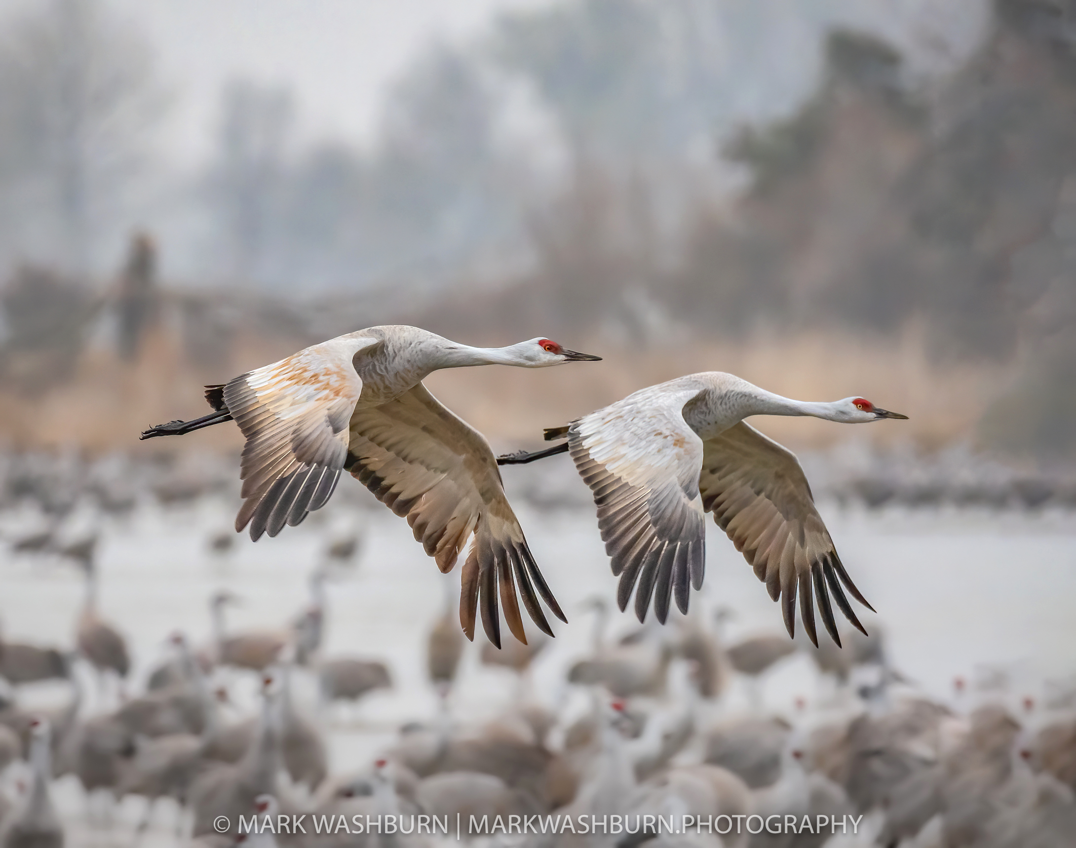 Sandhill cranes in flight